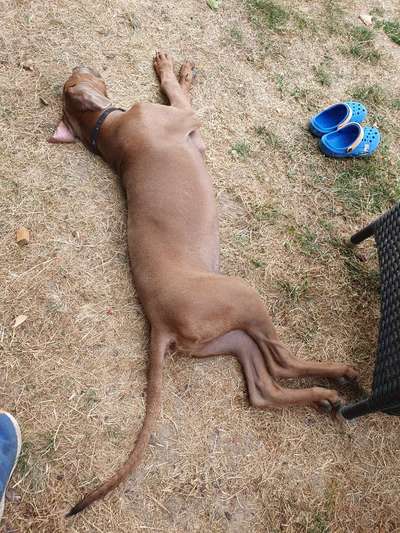 Rhodesian Ridgeback-Beitrag-Bild