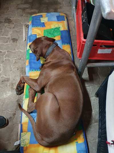 Rhodesian Ridgeback-Beitrag-Bild