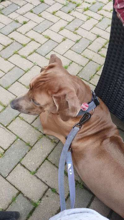 Rhodesian Ridgeback-Beitrag-Bild