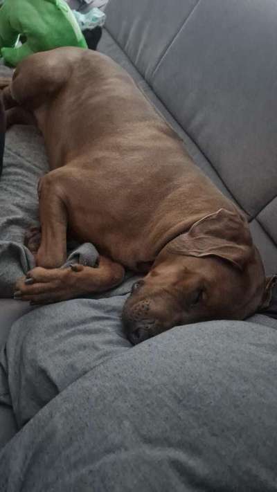 Rhodesian Ridgeback-Beitrag-Bild