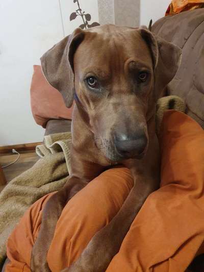 Rhodesian Ridgeback-Beitrag-Bild
