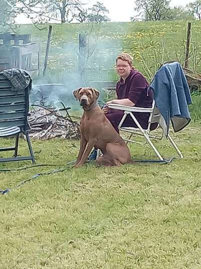 Rhodesian Ridgeback-Beitrag-Bild