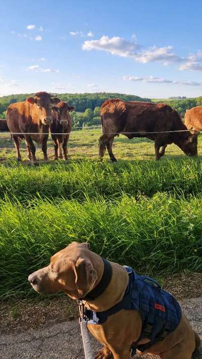 Rhodesian Ridgeback-Beitrag-Bild