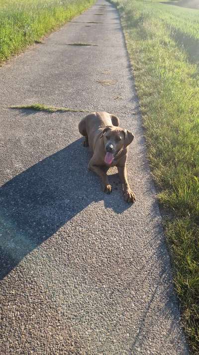 Rhodesian Ridgeback-Beitrag-Bild