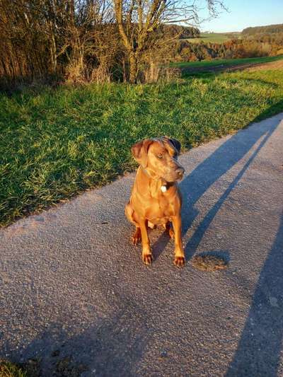 Rhodesian Ridgeback-Beitrag-Bild