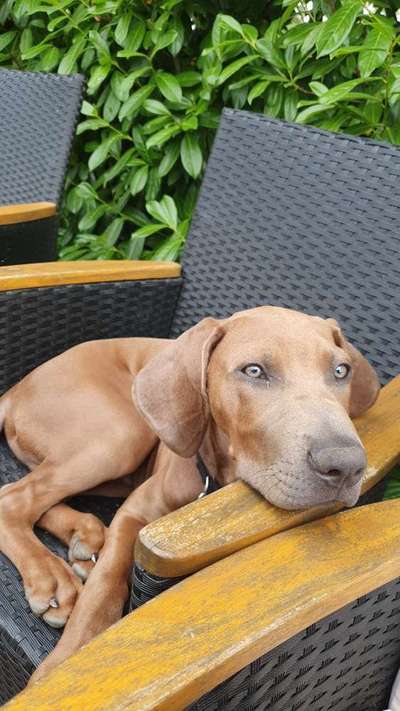 Rhodesian Ridgeback-Beitrag-Bild
