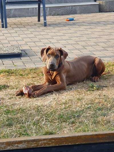 Rhodesian Ridgeback-Beitrag-Bild