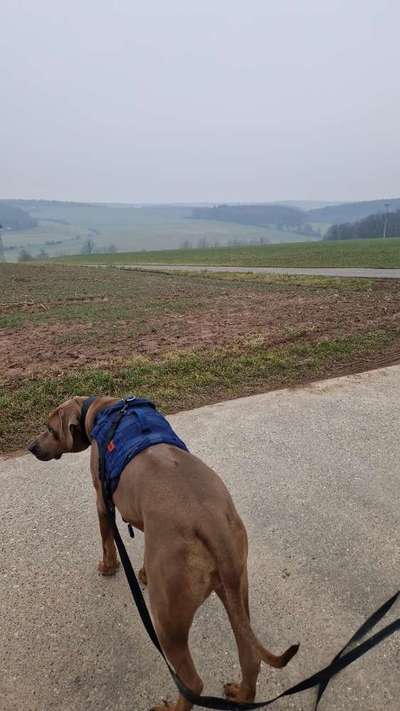 Rhodesian Ridgeback-Beitrag-Bild