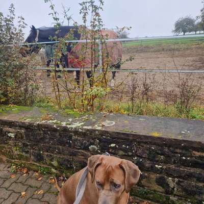 Rhodesian Ridgeback-Beitrag-Bild