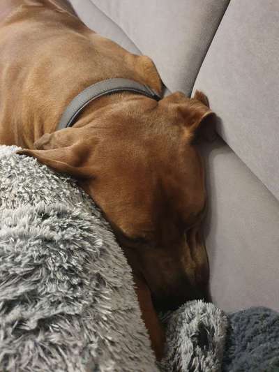 Rhodesian Ridgeback-Beitrag-Bild