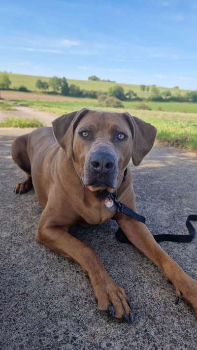 Rhodesian Ridgeback-Beitrag-Bild
