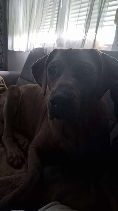 Rhodesian Ridgeback-Beitrag-Bild