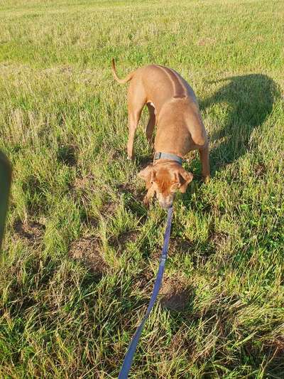 Rhodesian Ridgeback-Beitrag-Bild