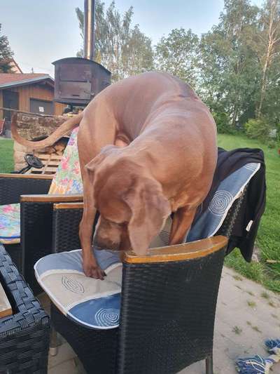 Rhodesian Ridgeback-Beitrag-Bild