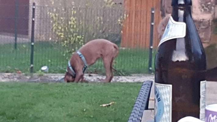 Rhodesian Ridgeback-Beitrag-Bild