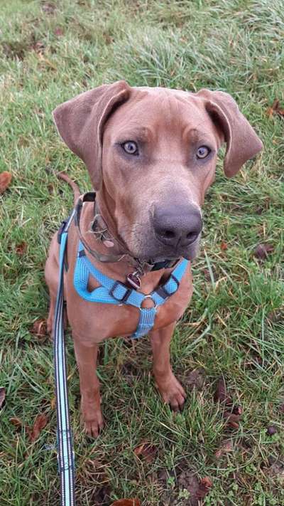 Rhodesian Ridgeback-Beitrag-Bild
