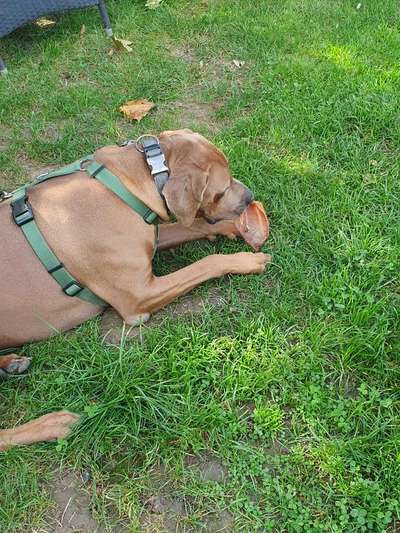 Rhodesian Ridgeback-Beitrag-Bild