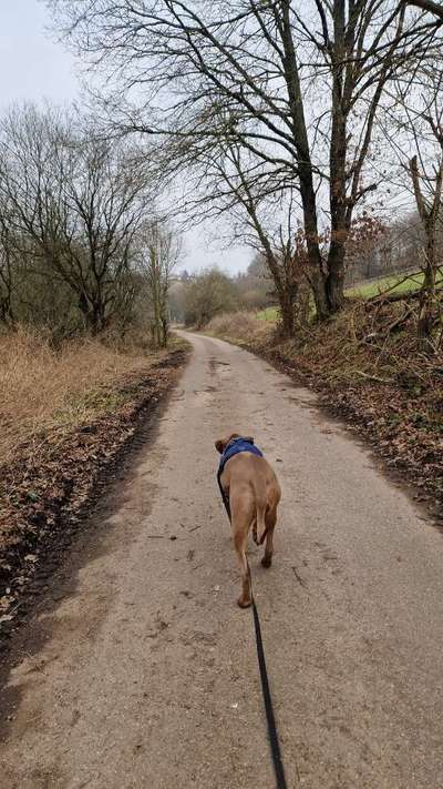 Rhodesian Ridgeback-Beitrag-Bild
