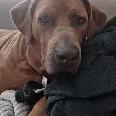 Rhodesian Ridgeback-Beitrag-Bild