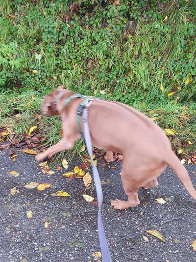Rhodesian Ridgeback-Beitrag-Bild