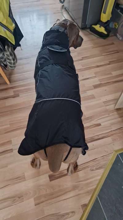 Rhodesian Ridgeback-Beitrag-Bild