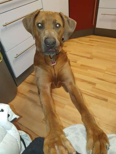 Rhodesian Ridgeback-Beitrag-Bild