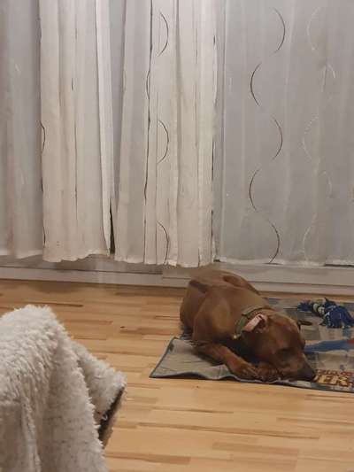 Rhodesian Ridgeback-Beitrag-Bild