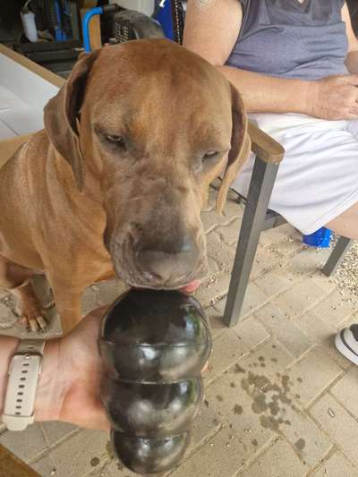 Rhodesian Ridgeback-Beitrag-Bild