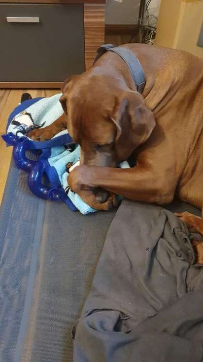 Rhodesian Ridgeback-Beitrag-Bild