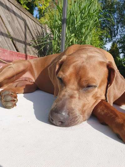 Rhodesian Ridgeback-Beitrag-Bild