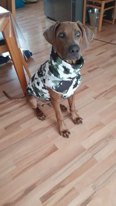 Rhodesian Ridgeback-Beitrag-Bild