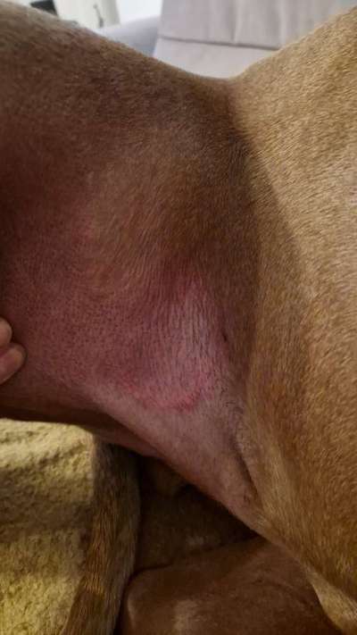 Rhodesian Ridgeback-Beitrag-Bild