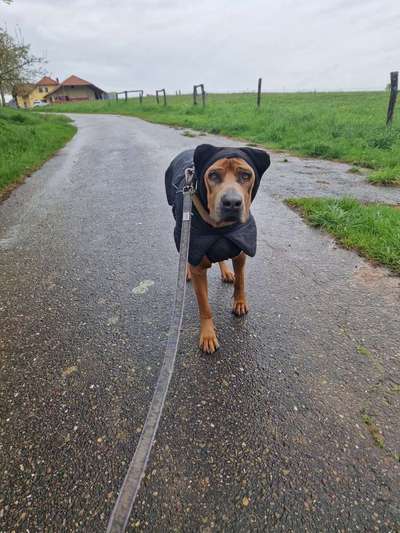 Rhodesian Ridgeback-Beitrag-Bild