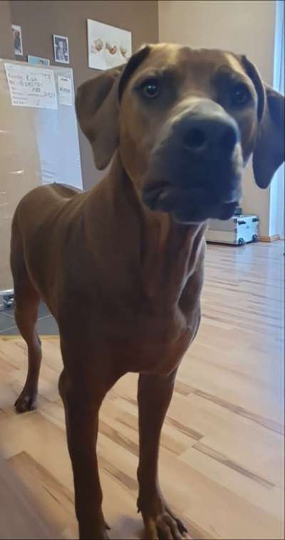 Rhodesian Ridgeback-Beitrag-Bild