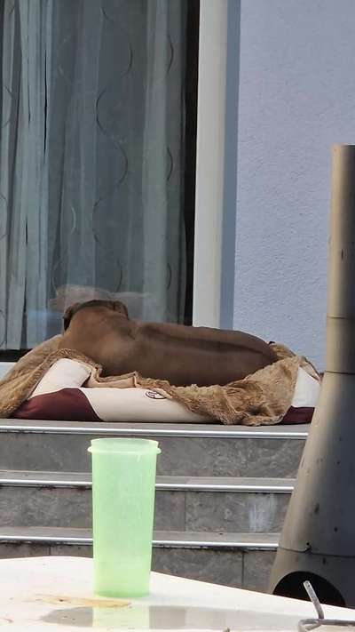 Rhodesian Ridgeback-Beitrag-Bild