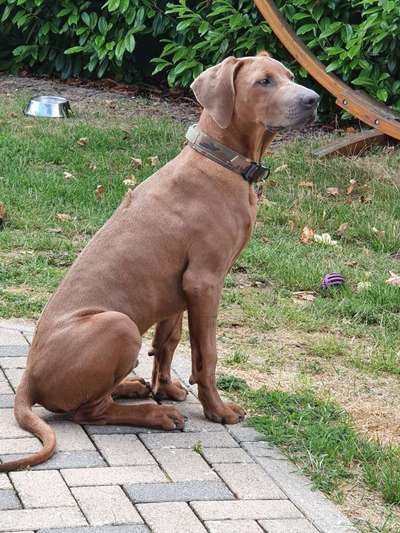 Rhodesian Ridgeback-Beitrag-Bild