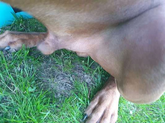 Rhodesian Ridgeback-Beitrag-Bild