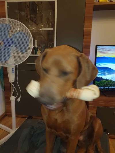 Rhodesian Ridgeback-Beitrag-Bild