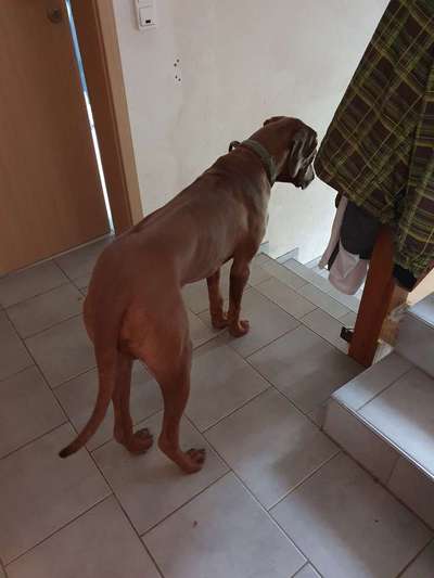 Rhodesian Ridgeback-Beitrag-Bild