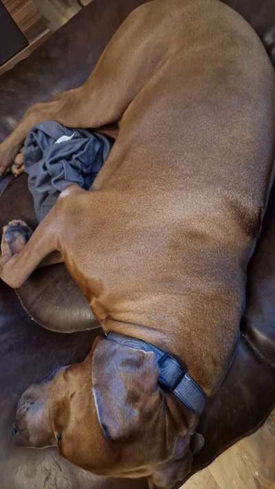 Rhodesian Ridgeback-Beitrag-Bild
