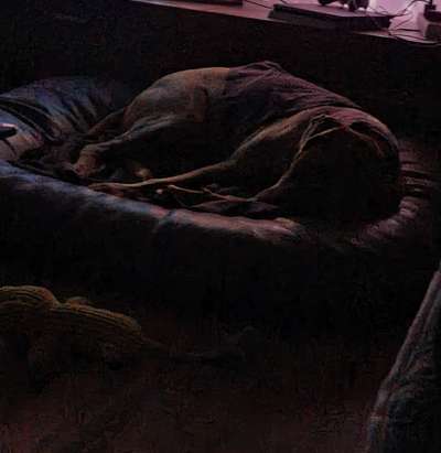 Rhodesian Ridgeback-Beitrag-Bild