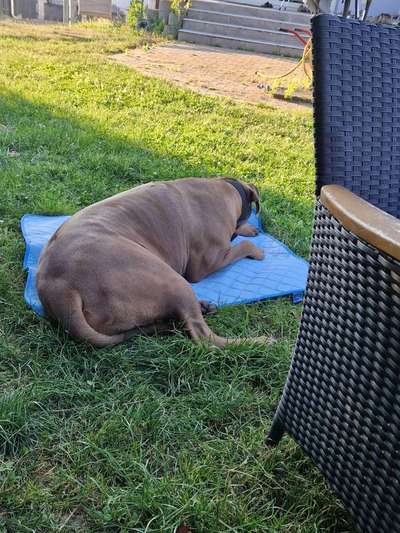 Rhodesian Ridgeback-Beitrag-Bild