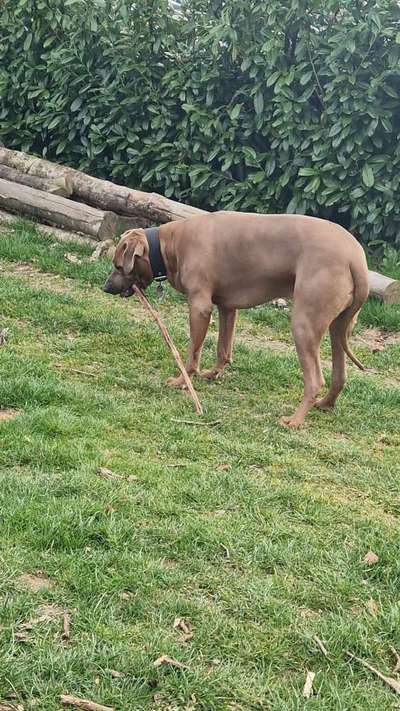 Rhodesian Ridgeback-Beitrag-Bild