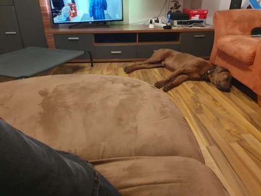 Rhodesian Ridgeback-Beitrag-Bild