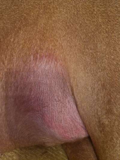 Rhodesian Ridgeback-Beitrag-Bild