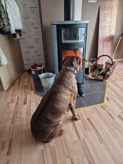 Rhodesian Ridgeback-Beitrag-Bild