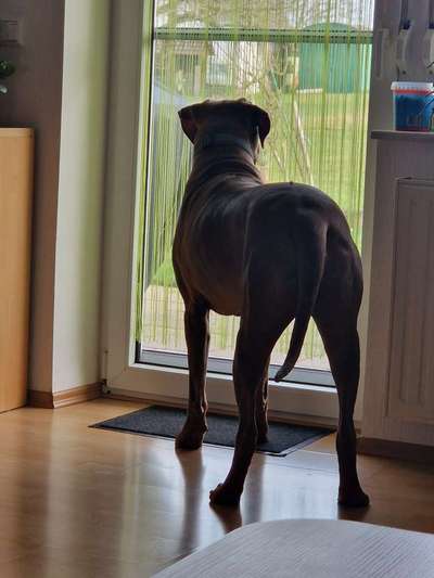 Rhodesian Ridgeback-Beitrag-Bild