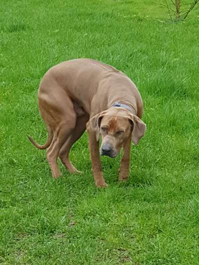Rhodesian Ridgeback-Beitrag-Bild