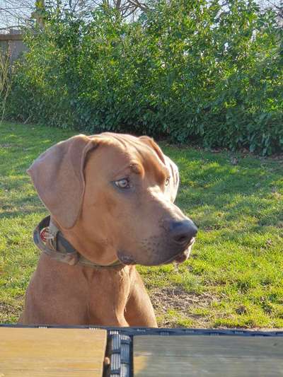 Rhodesian Ridgeback-Beitrag-Bild