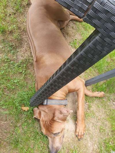 Rhodesian Ridgeback-Beitrag-Bild